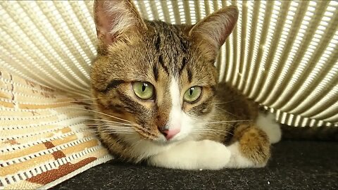 Cat Photography