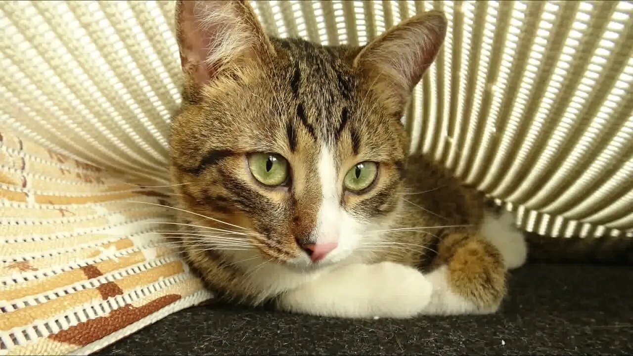 Cat Photography