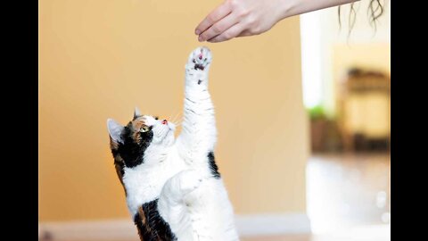 How to train my cat ??!! Basic Cat Training Tips