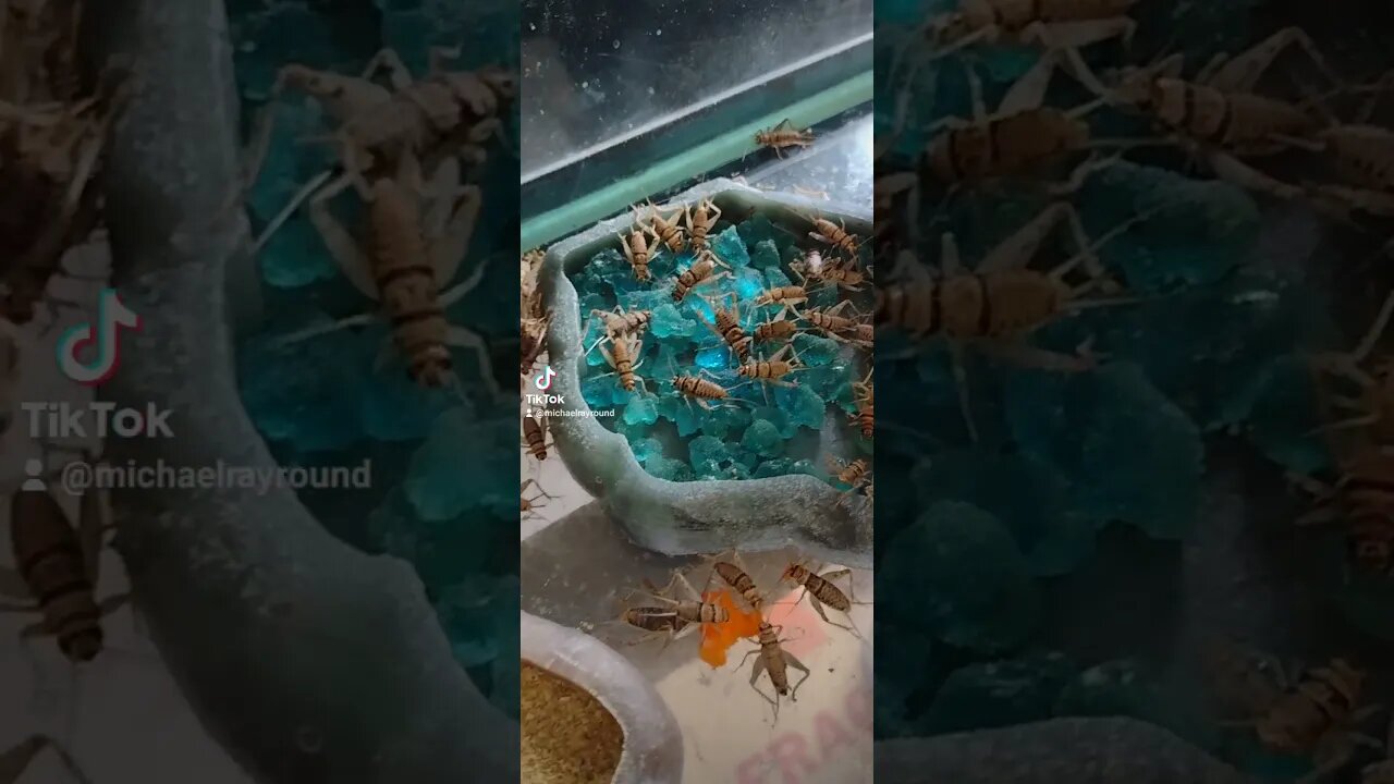 🦗 Cricket pool party and carrot fest 🥕 #shorts