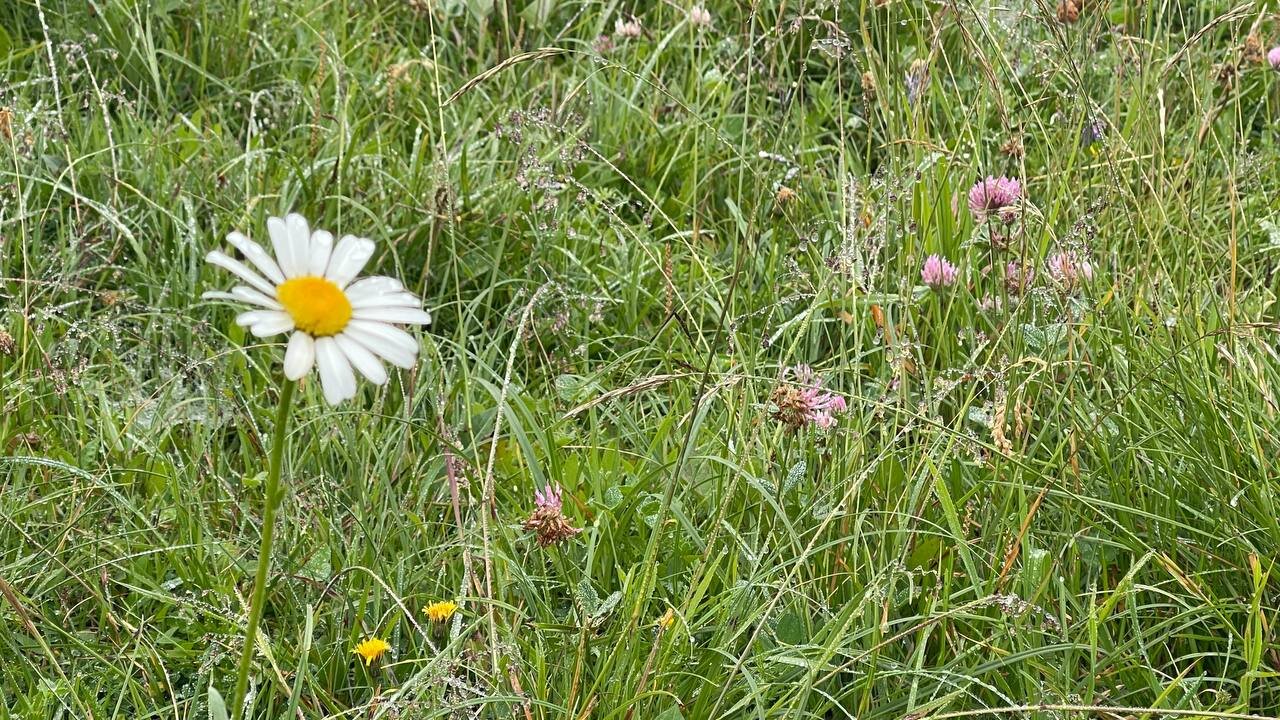 Hoffnung - Licht und Liebe - 17.07.2024