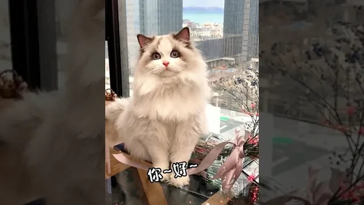 Hello, your cat has been packaged well # # hello Kitty with a pet