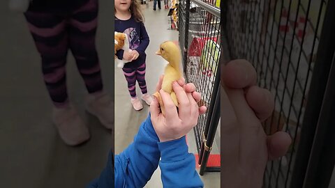 Baby Duck #shorts