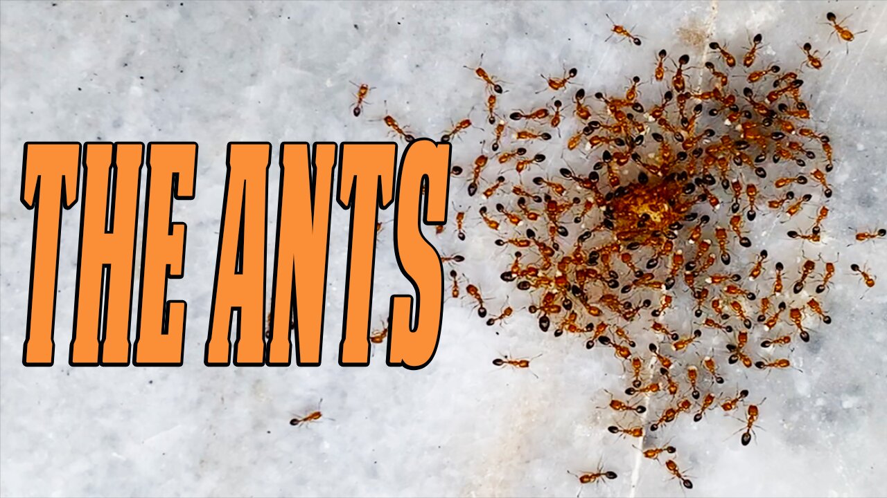 The Ants