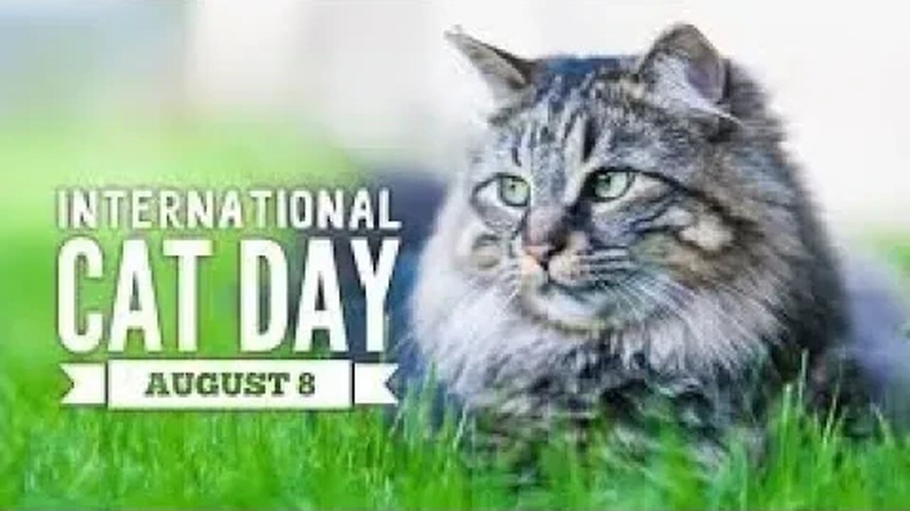 Lunchtime Chat-International Cat Day