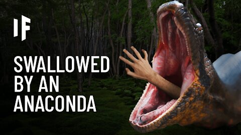 What If You Were Swallowed by an Anaconda?