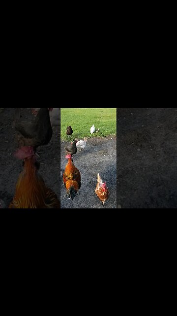 Happy Chickens #chickens #chickenshorts