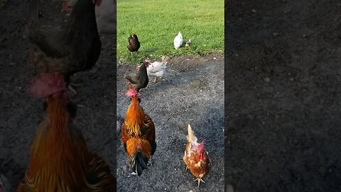 Happy Chickens #chickens #chickenshorts