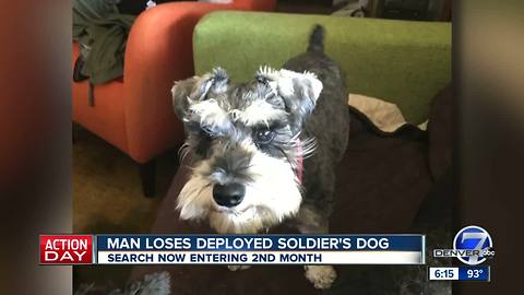 Man loses deployed soldier's dog, pleads with community to help find Lola