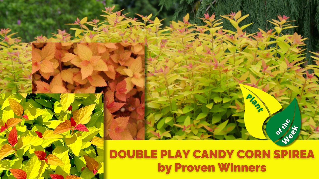 Double Play Candy Corn Spirea by Proven Winners