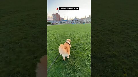 Walking in #charlottetown #pei #goldenretriever #dog #dogshorts