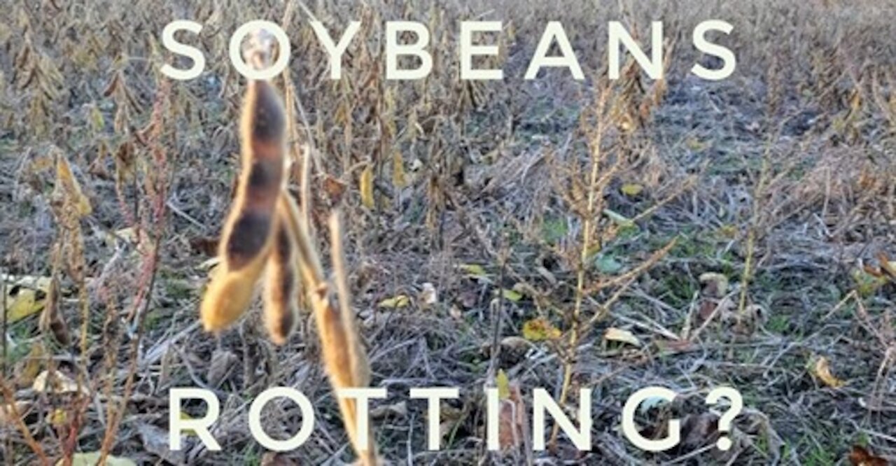 Food Shortage: Rotting Crops?