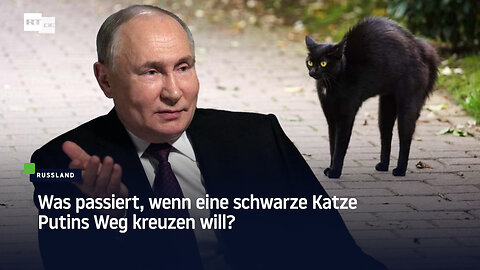 Was passiert, wenn eine schwarze Katze Putins Weg kreuzen will?