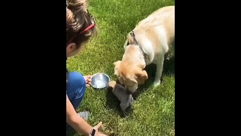 My heart melted♥️🥰🐶