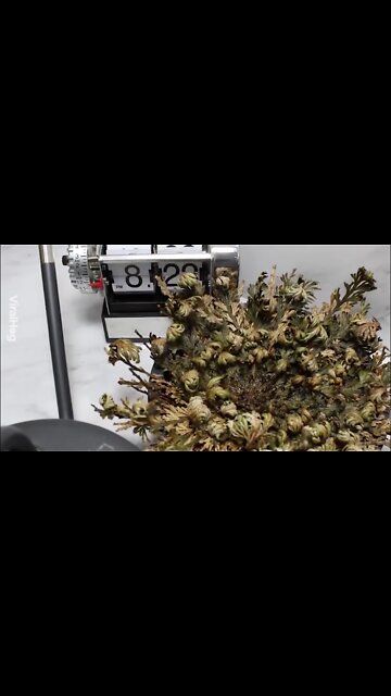 MESMERISING resurrecting of a desert plant