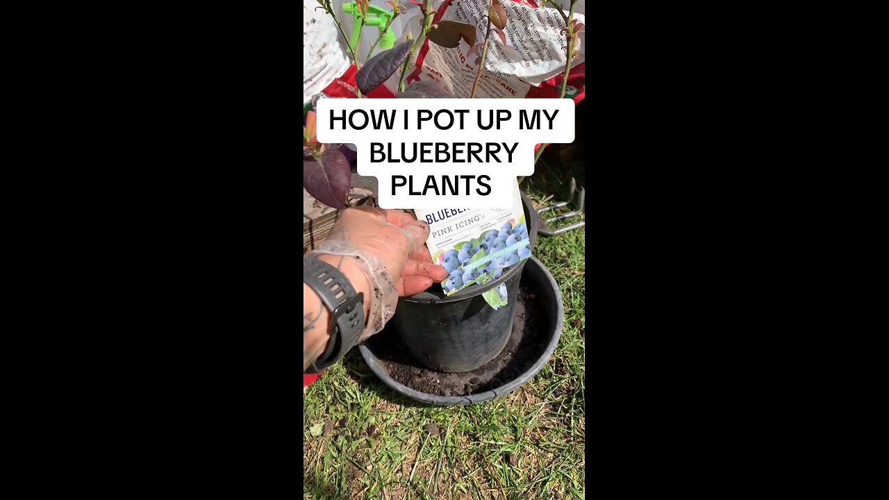 Potting up blueberries