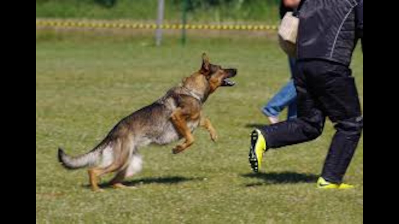 German Shepherd Attacks Pitbull [OFF LEASH DOG PARK] Part 1