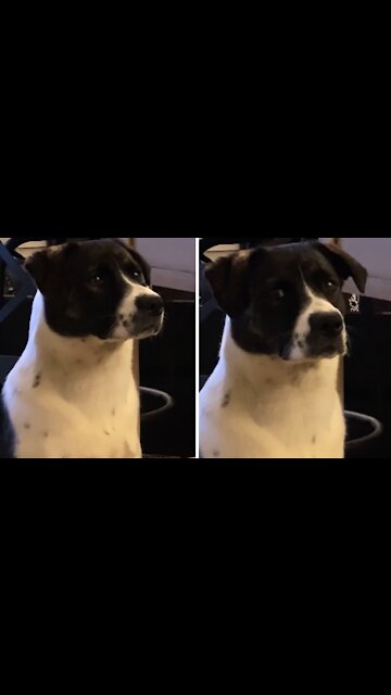 Dog gets confused when both owners speak to her at the same time