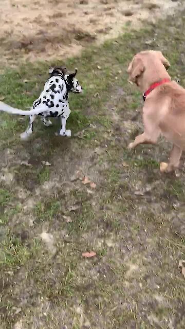 Ziggy the Dalmatian tries to take the ball from doggy friend