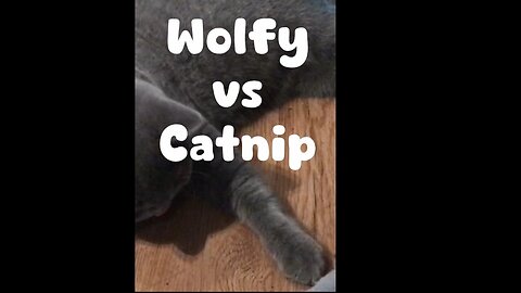 Wolfy vs Catnip