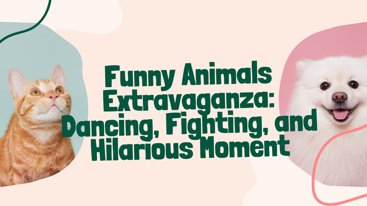 Funny animals hubfunny animals club youtube funny animals dancing funny animals fighting