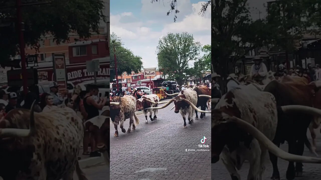 The Cattle Drive #longhorns #longhorncattle #cattle #fortworth