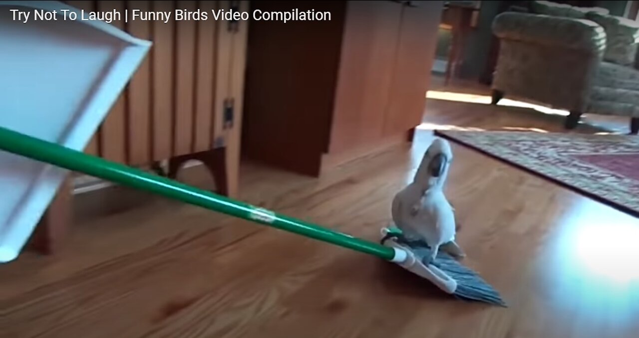 Try Not To Laugh Funny Birds Video Compilation 01