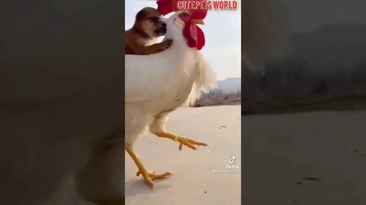 Cute and funny cat videos/#kitten #cat #kitty #funny kitten #funnycat #trending #shorts #tiktok (5)