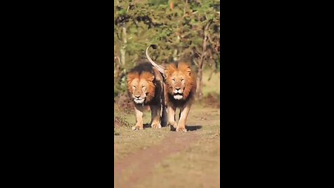 Super Animal 🐅🦁🐫shorts video