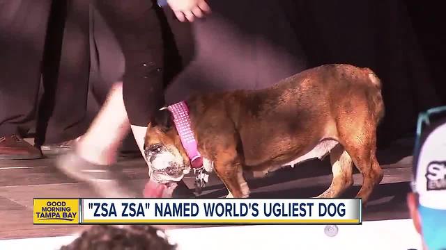 'Zsa Zsa' named world's ugliest dog