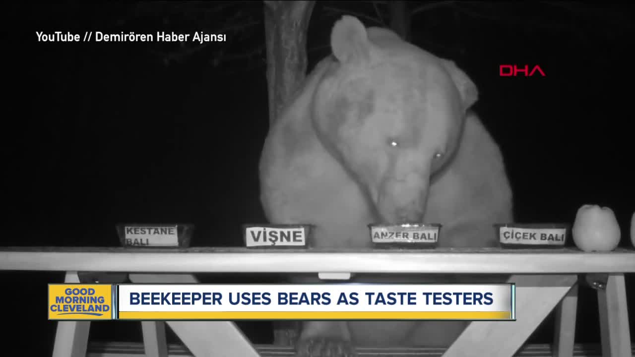 Bears taste-test honey for beekeeper