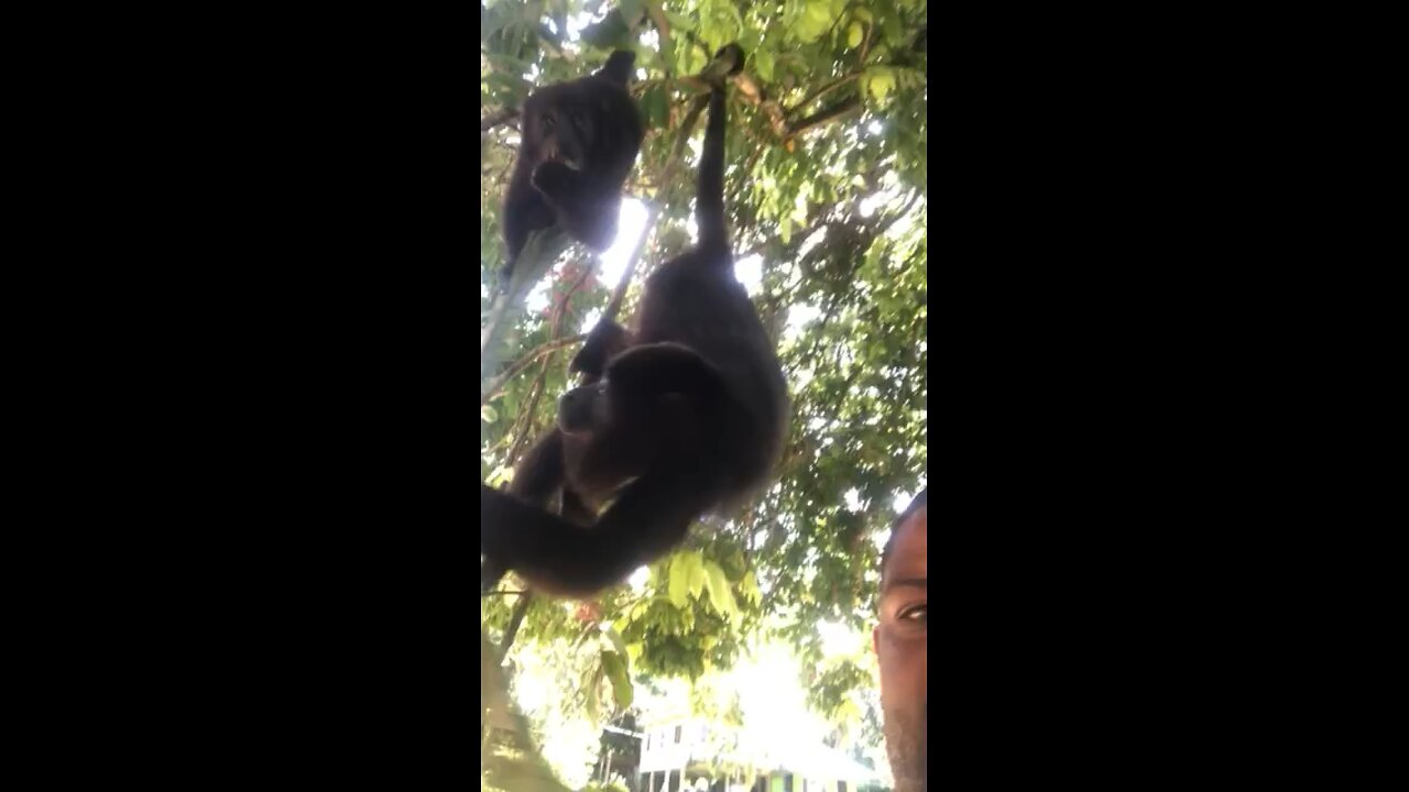 Two monkeys created me in the jungle of Belize