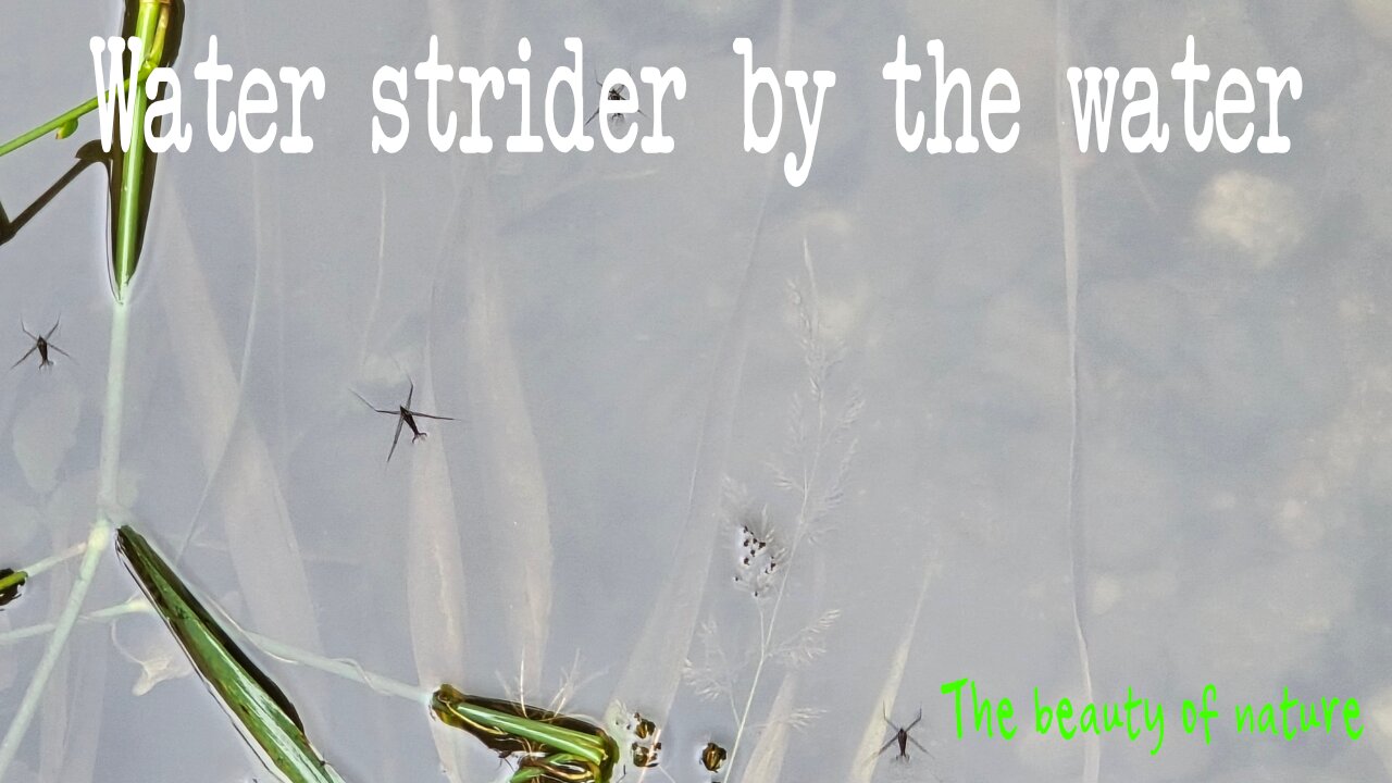 Water strider by the water / water strider by the river / beautiful insects in nature.