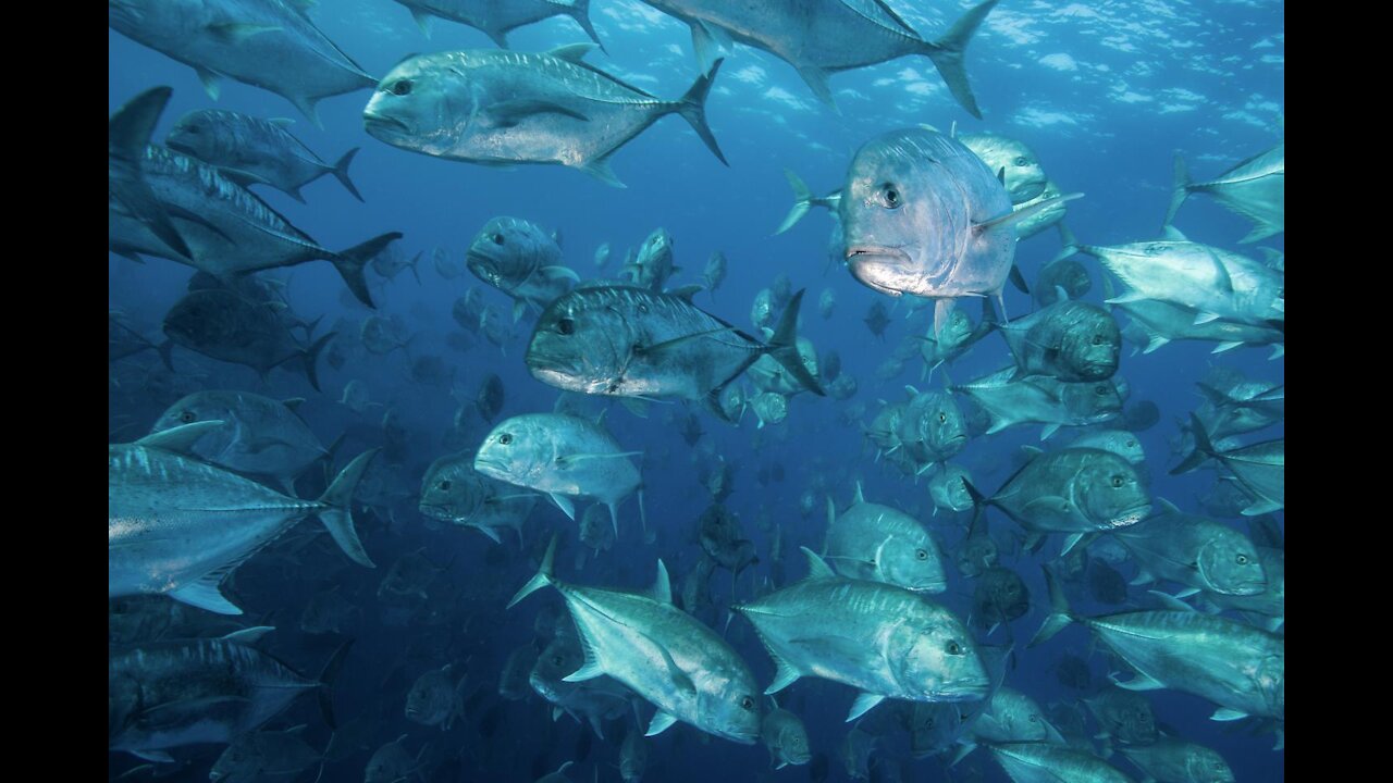 Group of Trevally Near Beach Maldives