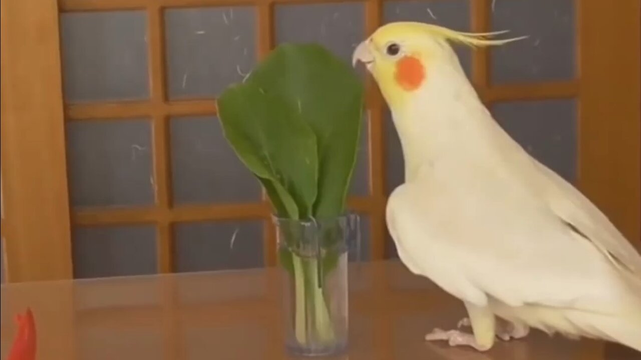 Compilation of funny birds and parrots # 10 🦜