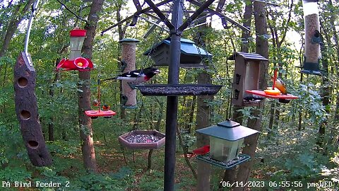 Orioles and Grosbeaks 6/14/2023