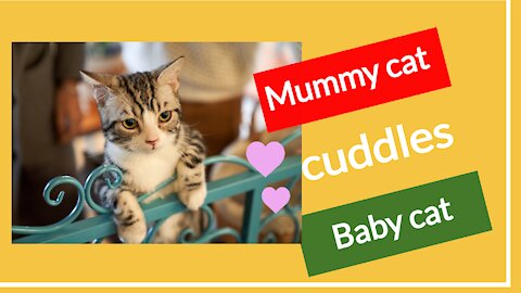 Mummy cat cuddling baby cat after fear crisis !!!