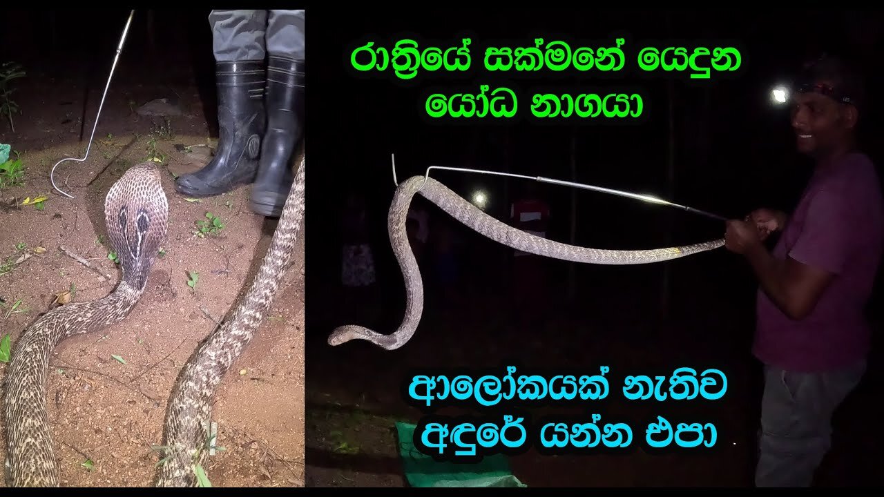 The giant cobra that roamed the night