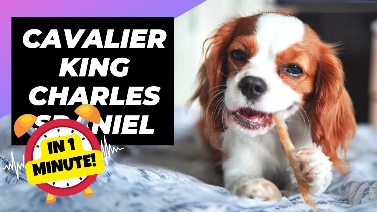 Cavaliers - In 1 Minute! 💔 The Heartbreaking Truth about Cavaliers! | 1 Minute Animals