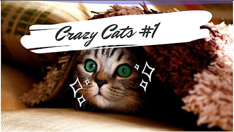 Crazy Cats #1