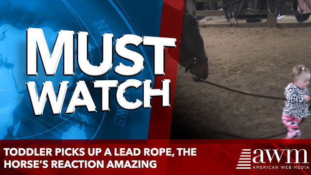 Toddler Picks Up A Lead Rope And Takes A Step, The Horse’s Reaction Makes Everyone Freeze