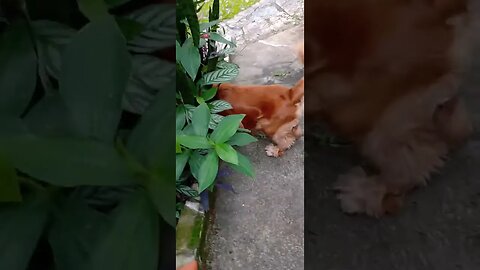 #dogshow , #animals , #dogs , #shorts