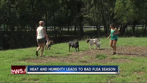 One of the worst Florida flea seasons in years, veterinarians say