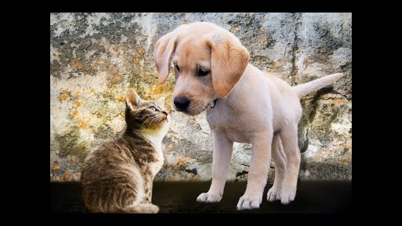 Top Funny Videos - Top Comedy videos trending animal videos latest