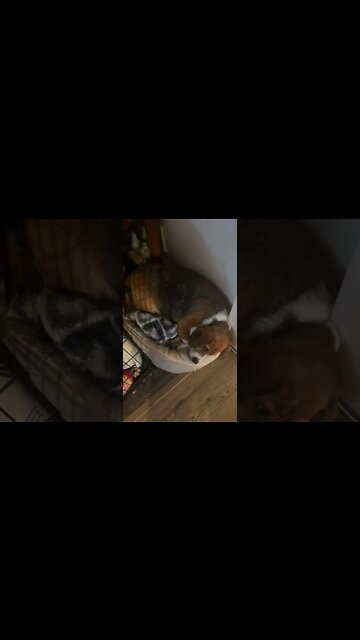 Banchee the Beagle That’s Not Your Bed