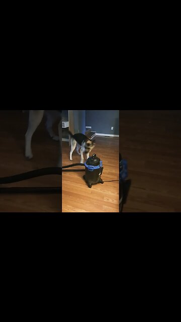 Maples Thinks The Vacuum Sucks #shortsvideo #shorts #shepsky #doggo #dogmeme #cute #dog #dogs