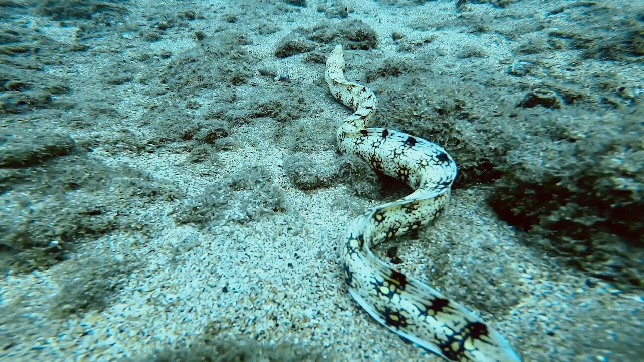 Snowflake Moray