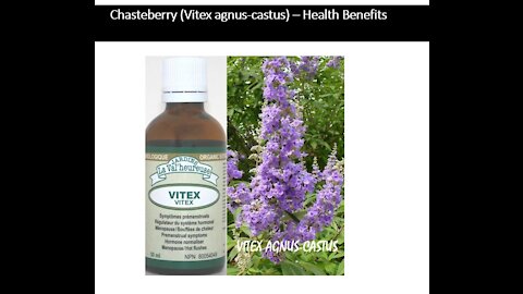 Chasteberry Vitex agnus castus Benefits