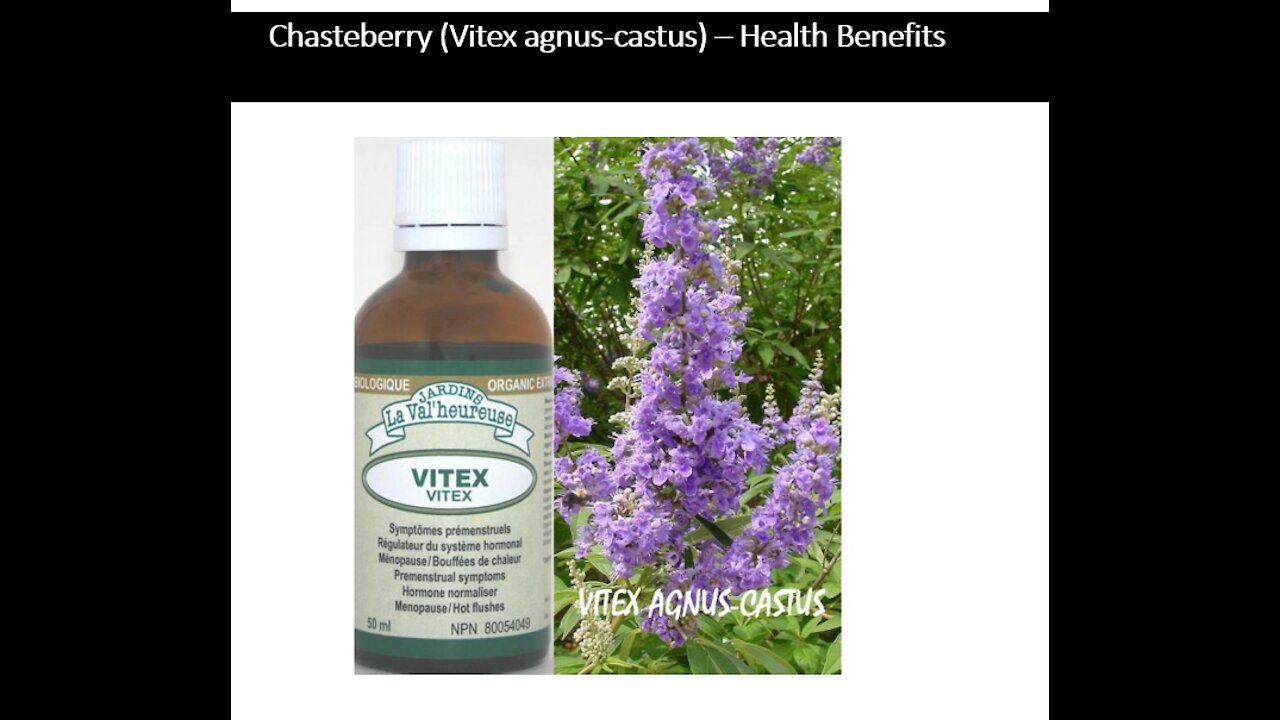 Chasteberry Vitex agnus castus Benefits