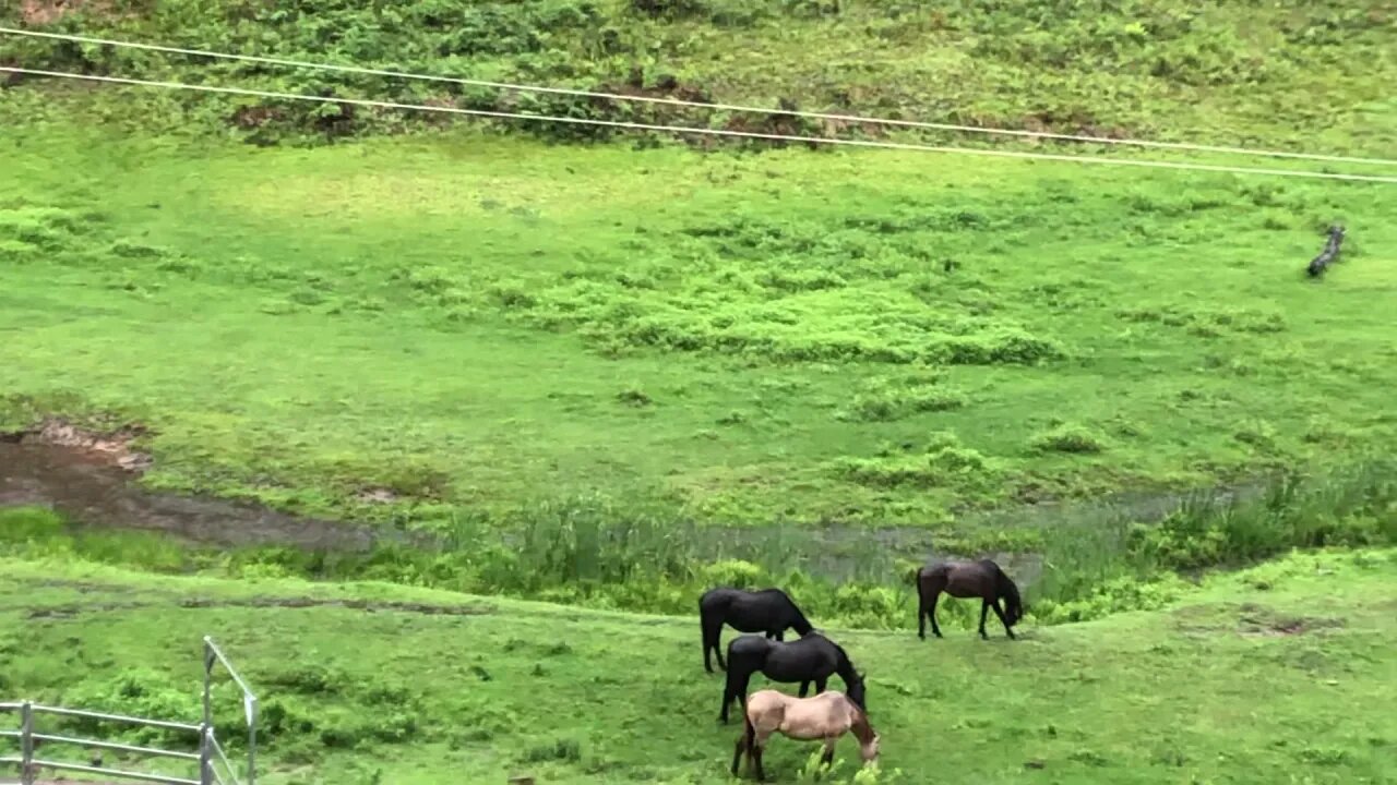 Horses graze strategically in heavy rain. Always to be predator safe.